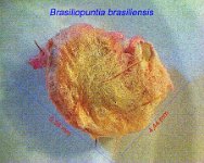 Brasiliopuntia brasiliensis.jpg